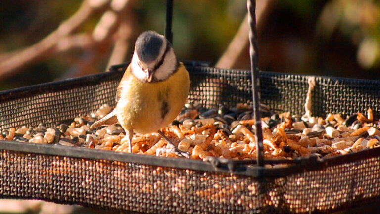 Why Birds Love Mealworms (And How to Offer Them) - bird-life.com