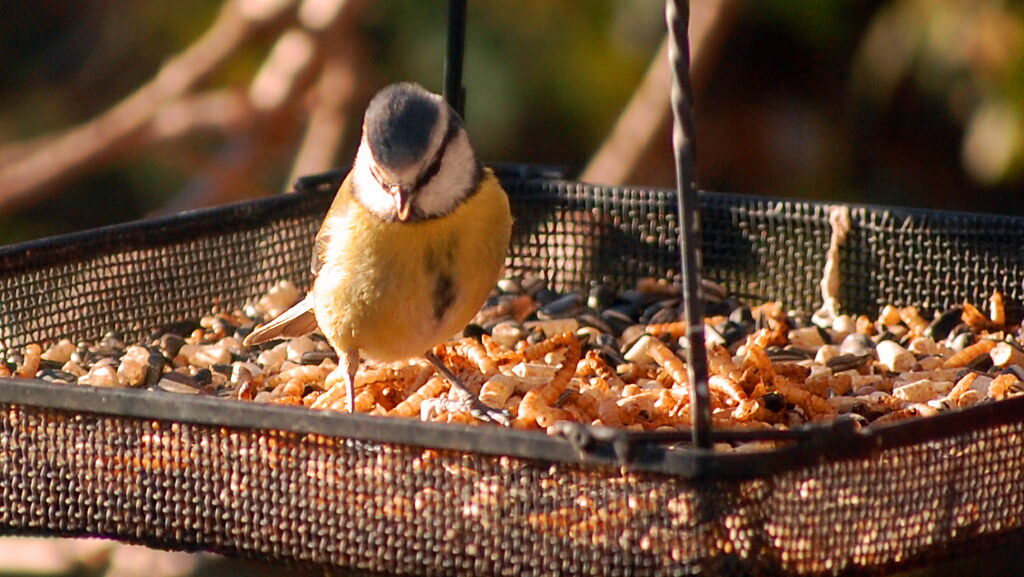 Eurasian Blue Tit perched on hanging metal mesh tray feeder with mealworms