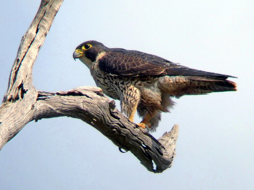 A peregrine falcon with striking yellow eyes perches on a gnarled, bare tree branch.