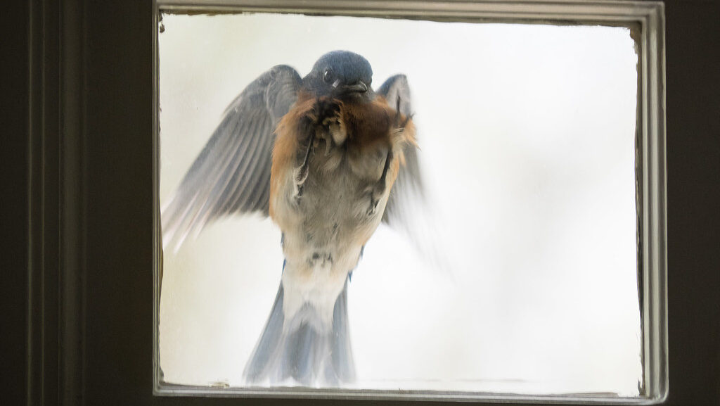 Bird aggressively attacking small window glass