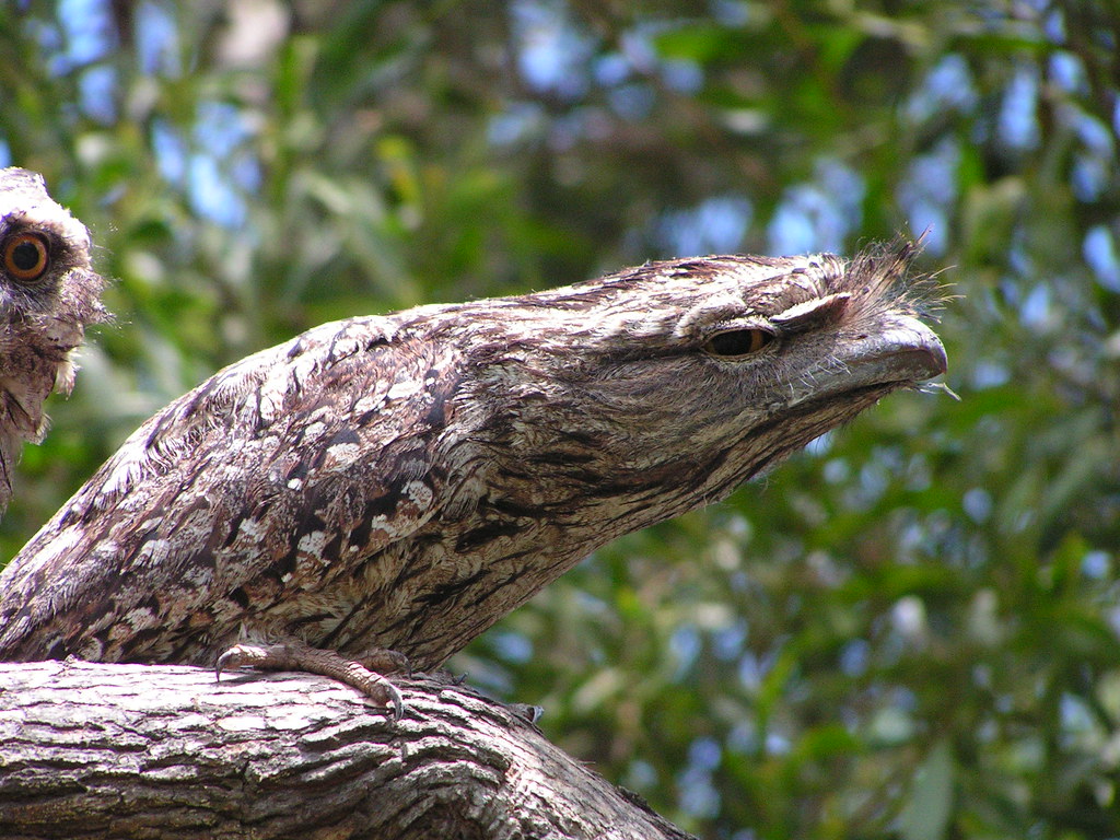 A Tawny Frogmouth with intricate patterned brown and grey plumage perches on a branch.