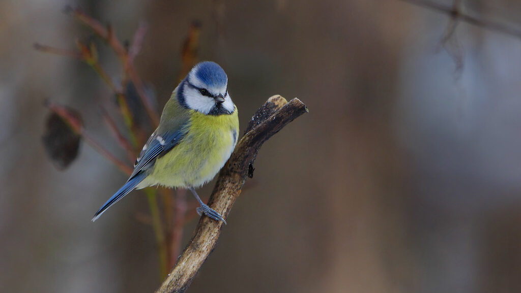 A Eurasian blue tit with blue, yellow, and white plumage perches on a bare branch.