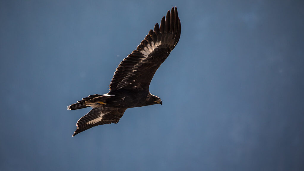 A magnificent Golden Eagle soars against a vibrant blue sky, wings outstretched.