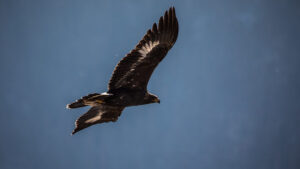 A magnificent Golden Eagle soars against a vibrant blue sky, wings outstretched.
