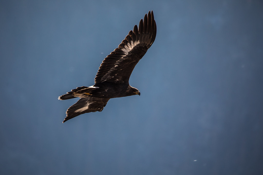 A magnificent Golden Eagle soars against a vibrant blue sky, wings outstretched.