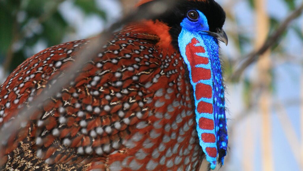 Headshot of Satyr Tragopan showcasing distinctive blue wattle