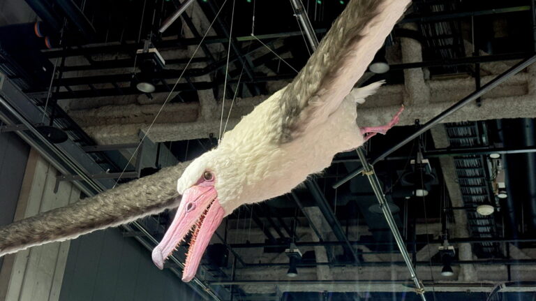 A hanging model of Pelagornis sandersi displays its immense wingspan and toothy beak.