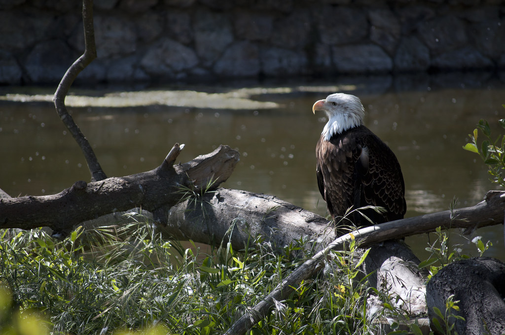A majestic Bald Eagle with white head and tail feathers perches on a weathered tree branch.
