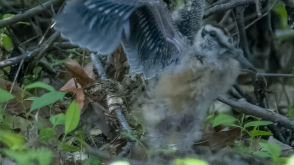 American Woodcock descending with wings spread
