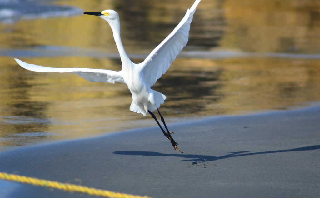 A white Snowy Egret takes flight from the water's edge, wings spread wide.
