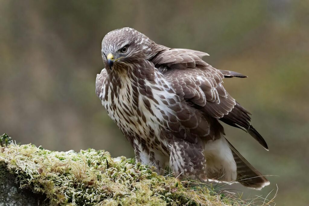 A majestic Common hawk, with brown and white mottled feathers, stands alert on a mossy surface.