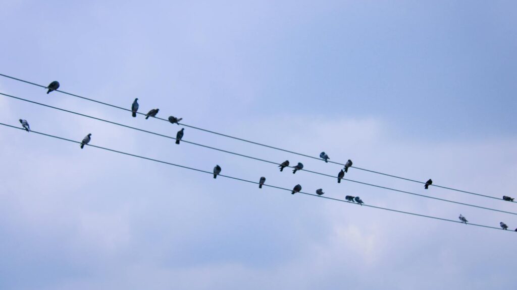A flock of birds resting on electric wires