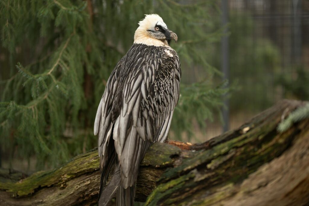 A Bearded Vulture with a pale head and striped black and white feathers perches on a log.