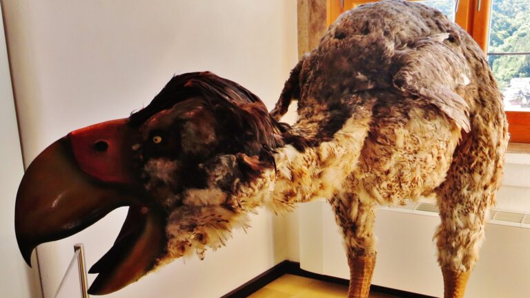 Gastornis giganteus display at the Jura-Museum