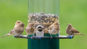 Group of sparrows feeding from bird feeder