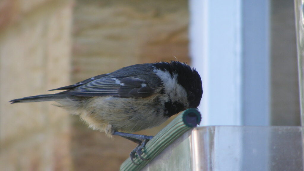 Coal Tit perched on a plastic container attached to a window