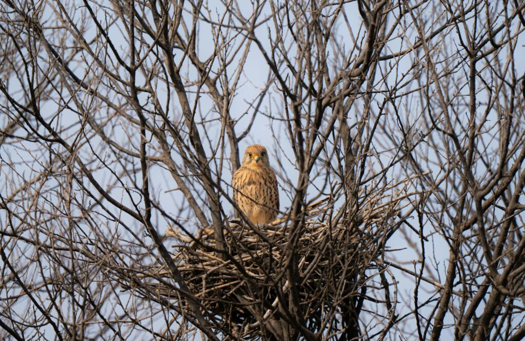 A Common Hawk stands in a nest woven into bare tree branches.