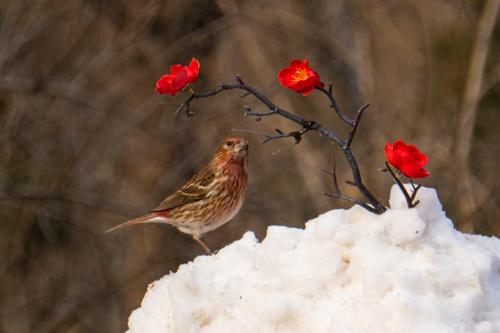 A Pallas's Rosefinch stands on snow next to a branch with a red flower.