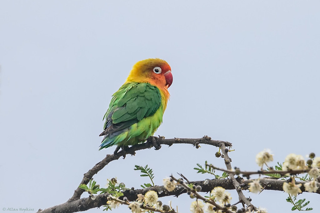 A vibrant lovebird with an orange face and green body perches on a blooming branch.