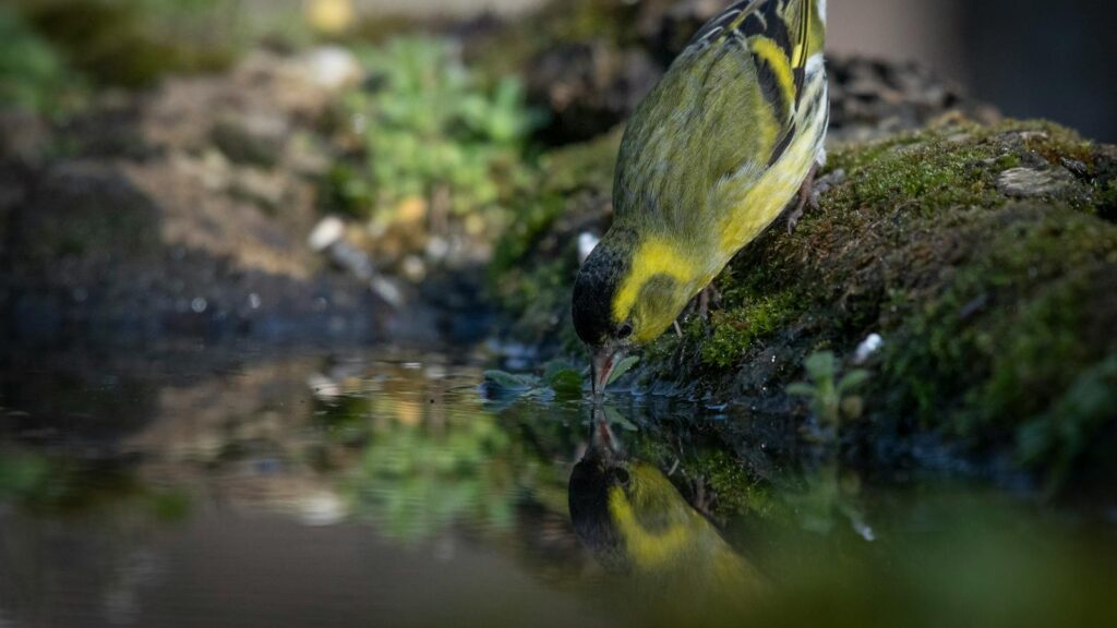 Bird drinking from a moss-covered water source