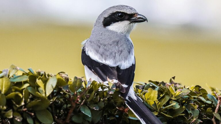 A Loggerhead Shrike perches on a green bush, showing its grey plumage and black mask.
