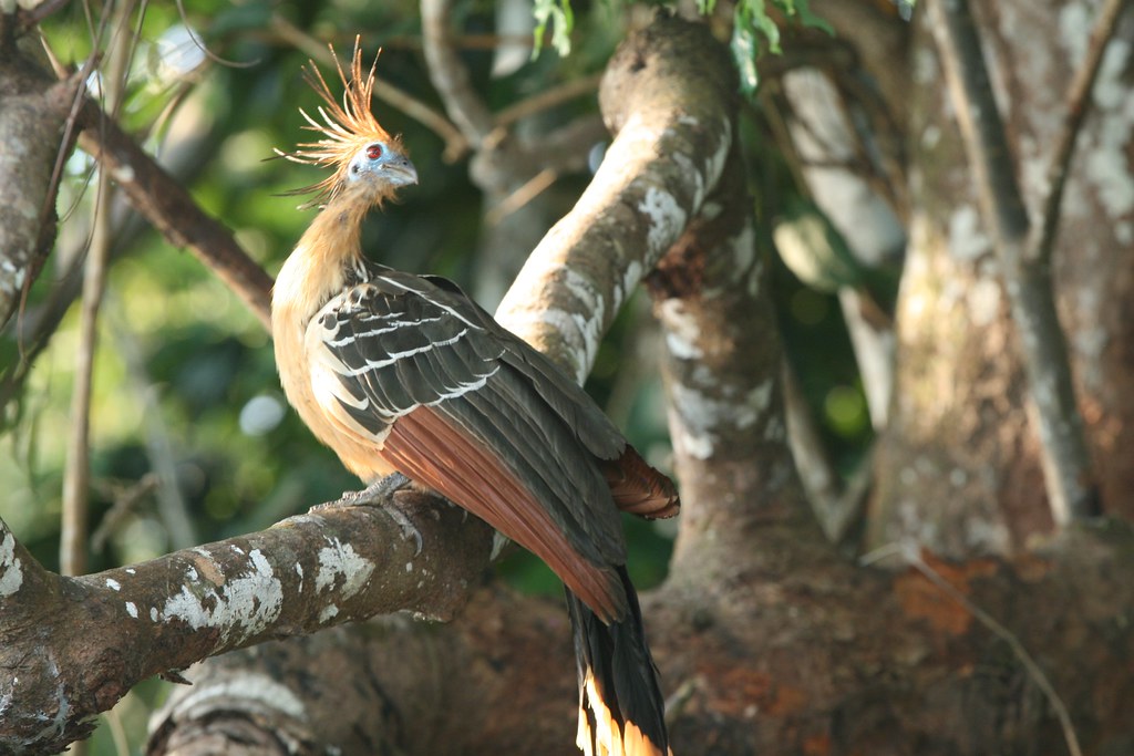 A Hoatzin perches on a branch, featuring its spiky crest and blue facial skin.