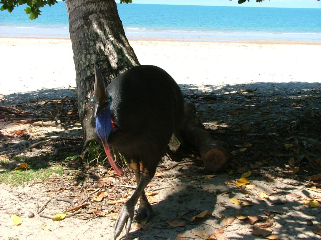 A Southern cassowary with colorful neck skin forages on the ground near a tree.