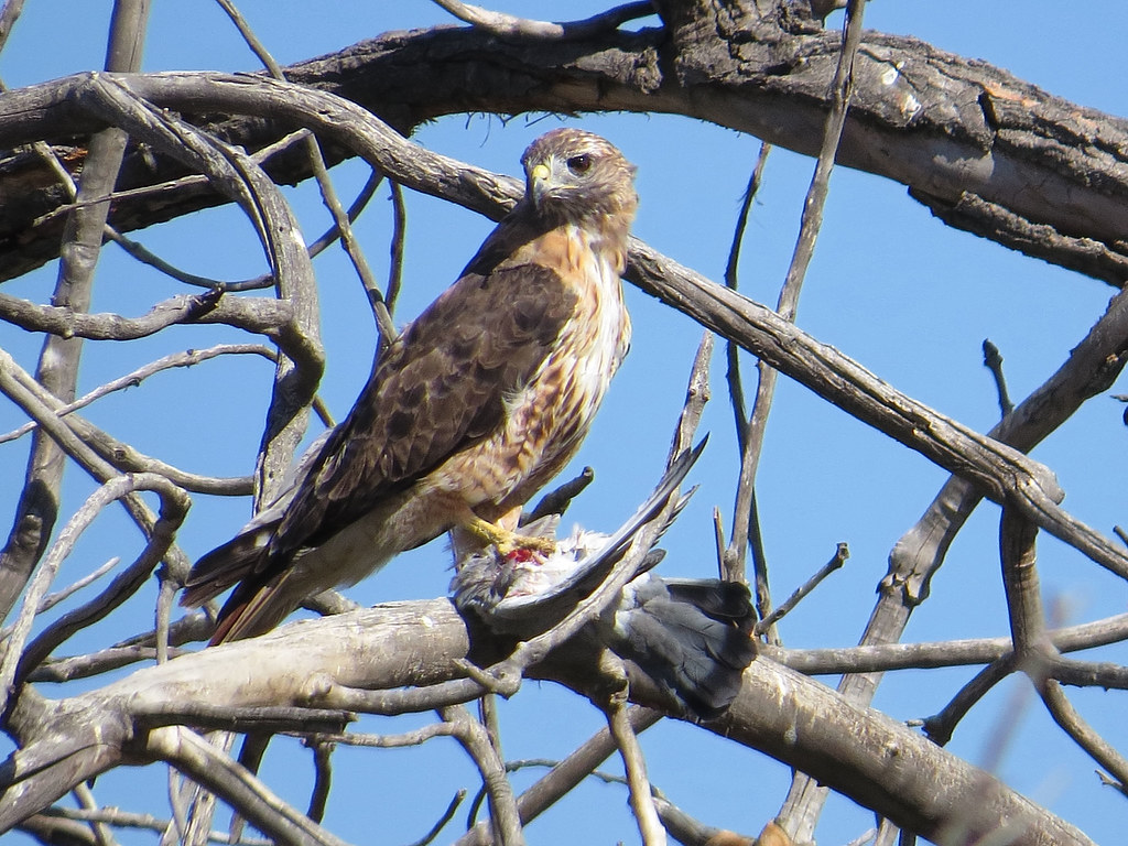 A brown and white hawk perches on a bare tree branch, holding its prey.
