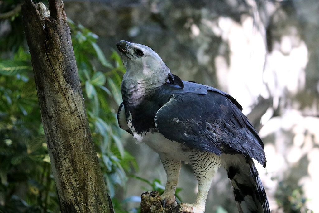 A Harpy Eagle with a grey head, black body, and powerful hooked beak perches on wood.
