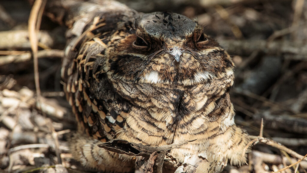 Common Pauraque camouflaged on ground among dry leaves and twigs