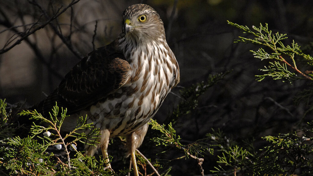 Juvenile Cooper's Hawk resting on leafy branch