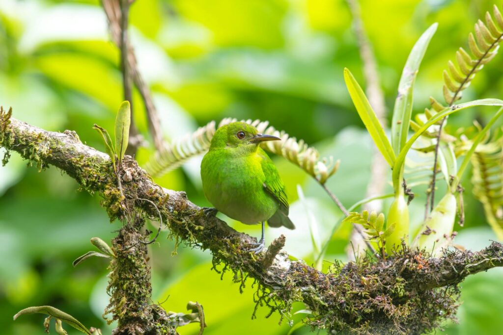 A Green Honeycreeper perches on a mossy branch, showcasing its vibrant green plumage.