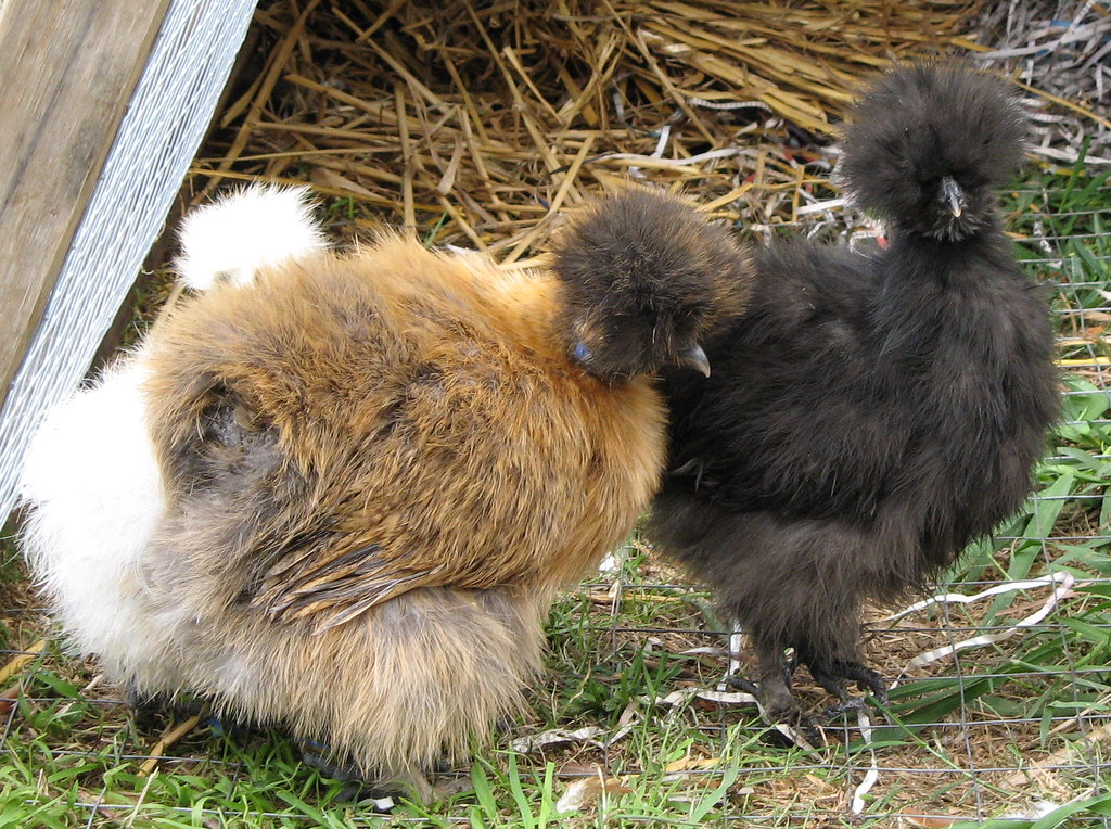 Three fluffy Silkie chickens, one white, one brown, and one black, stand on straw.