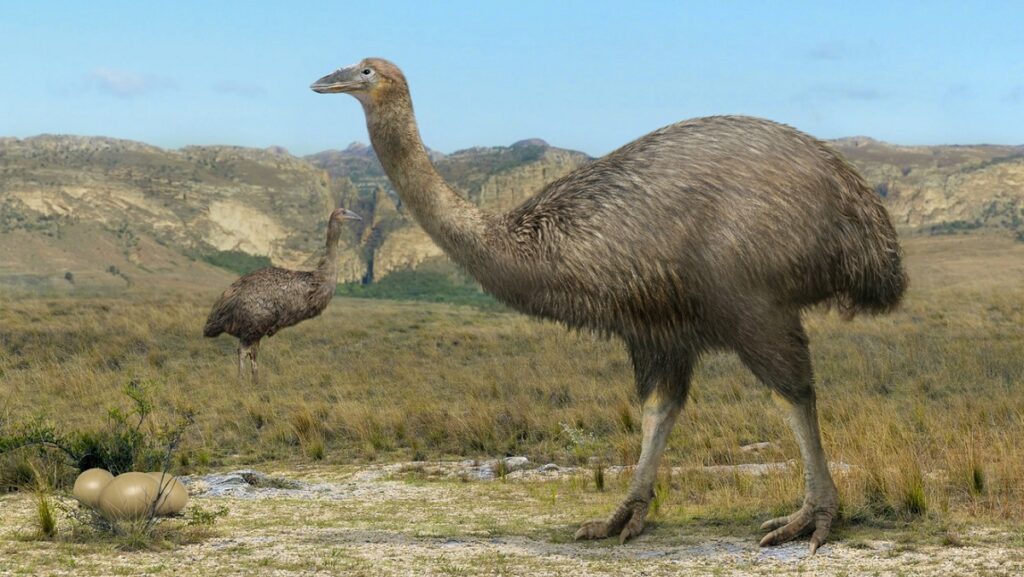 An illustration shows a large elephant bird with a smaller one in a grassy landscape.