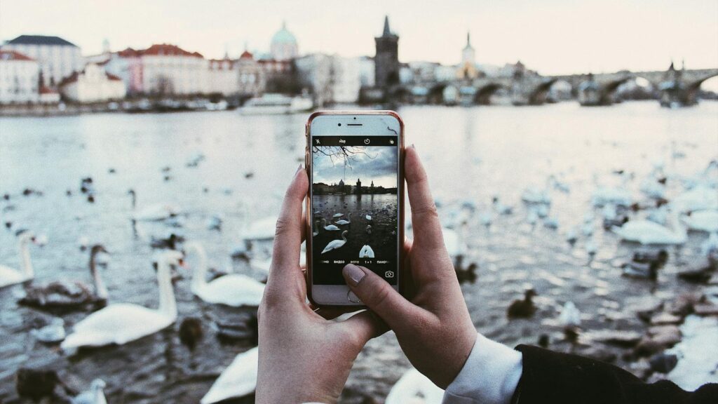 Person taking photos of swans along a riverbank