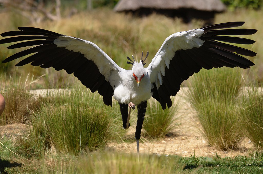 A Secretary Bird faces forward with its large wings fully spread.