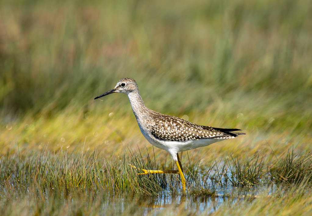 A slender Lesser Yellowlegs with spotted feathers and long yellow legs wades through shallow water.