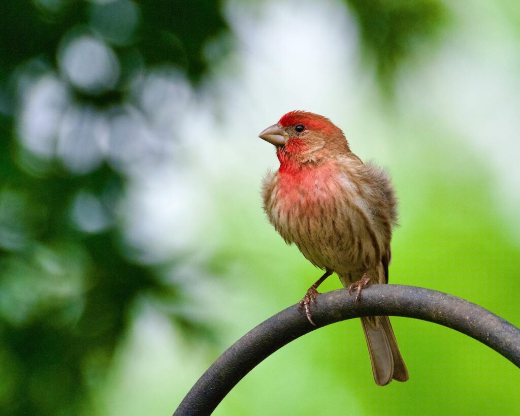 A Rosefinch perched on a metal curve, surrounded by lush greenery.