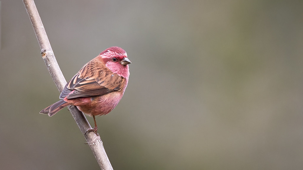 A Pink-browed Rosefinch perches on a bare branch, showing its rosy-pink plumage.