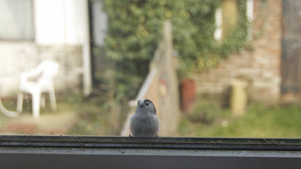 Long-tailed Tit perched outside office window peering inside