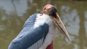 Close-up of a Marabou Stork standing near water