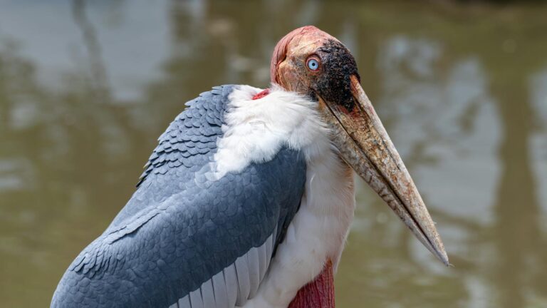 Close-up of a Marabou Stork standing near water