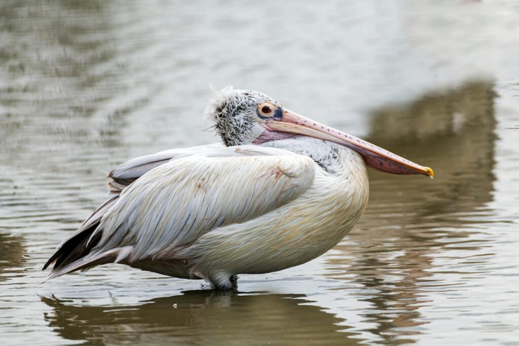 A Dalmatian Pelican stands in water, showcasing its large bill and textured plumage.