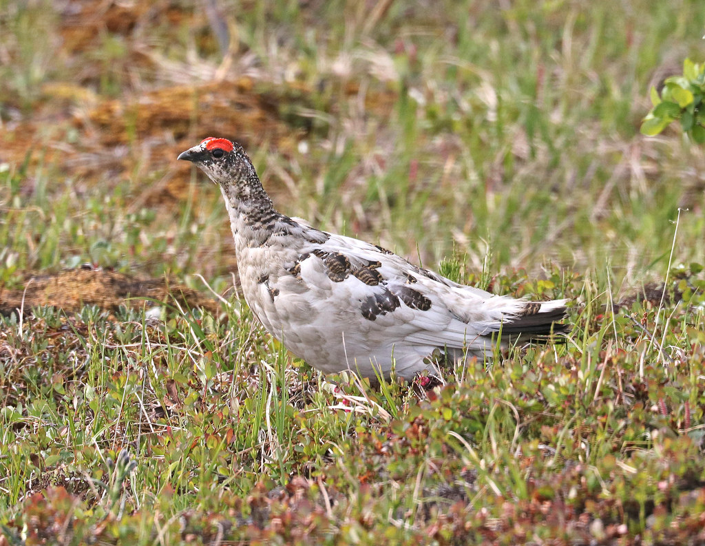 A Rock Ptarmigan stands in low vegetation, displaying its mottled white and grey plumage.