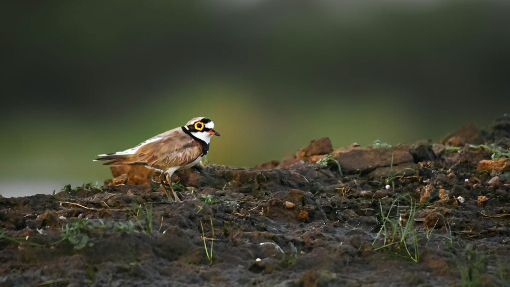 Small Little Ringed Plover bird on muddy surface