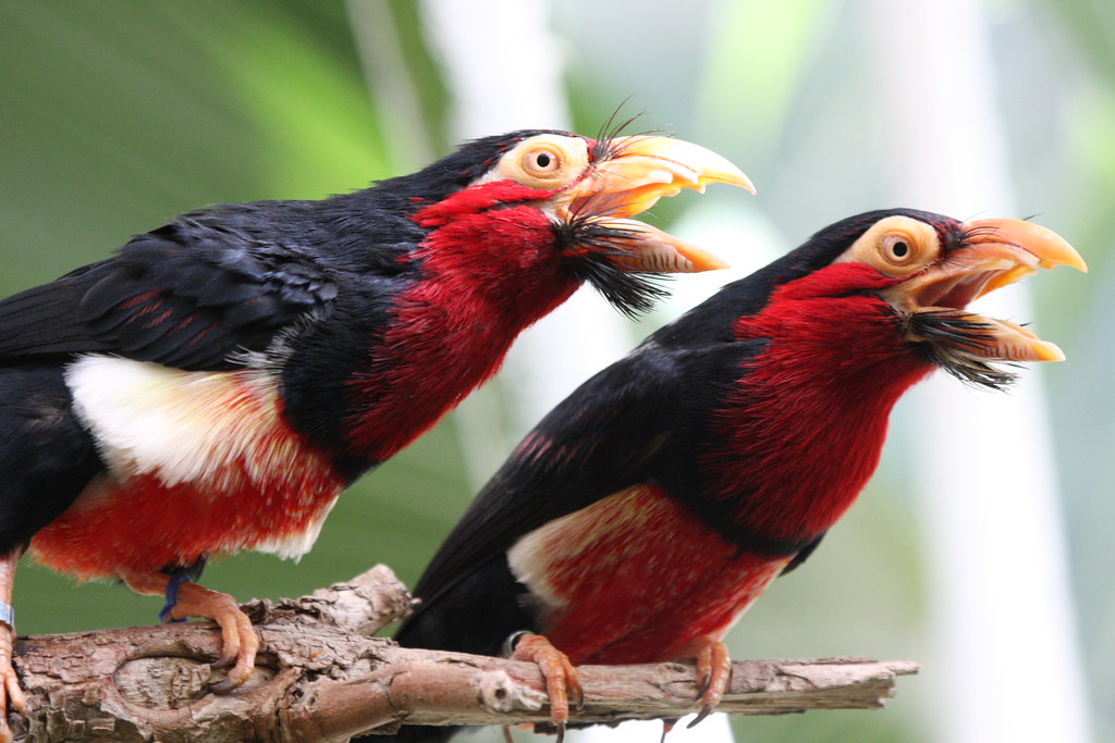 Two colorful Bearded Barbets with open beaks perch together on a branch.