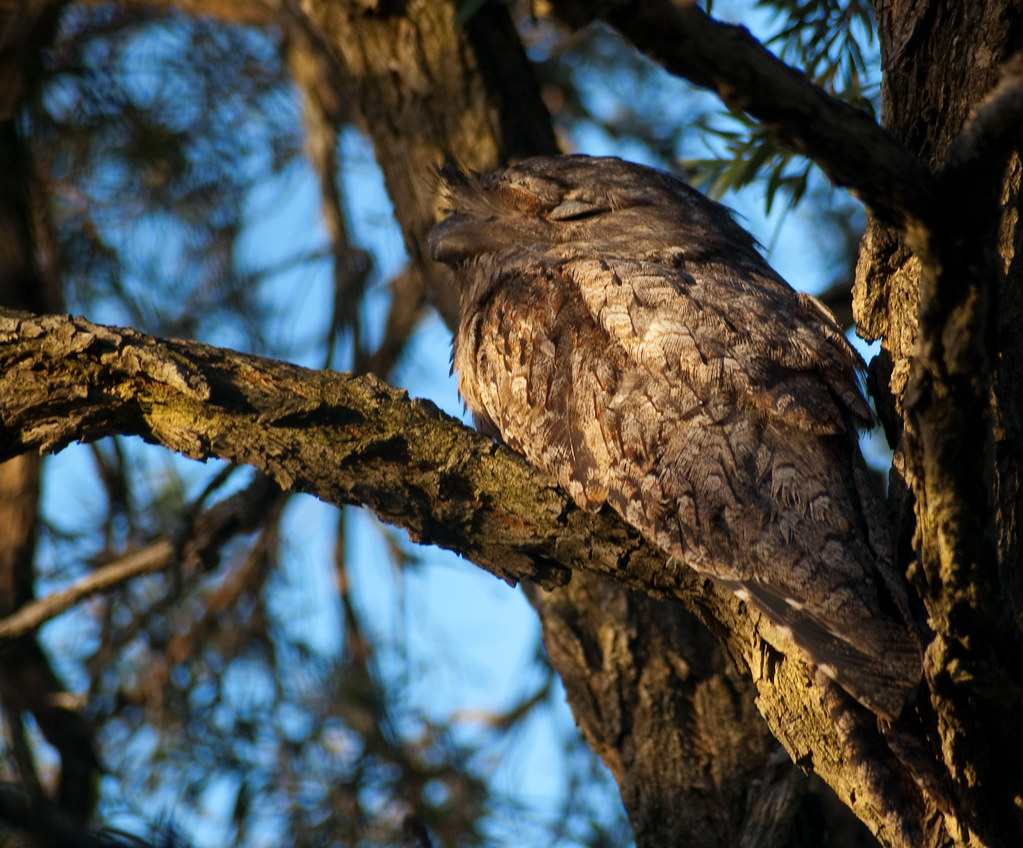 A Tawny Frogmouth, camouflaged with textured brown and grey plumage, rests on a branch.