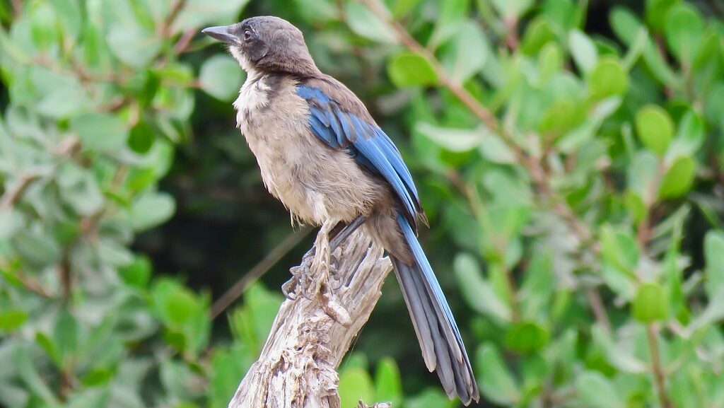 Island Scrub-Jay perched on jagged piece of broken wood