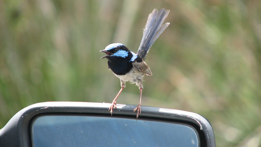 Wren perched on top of a car side mirror cawing