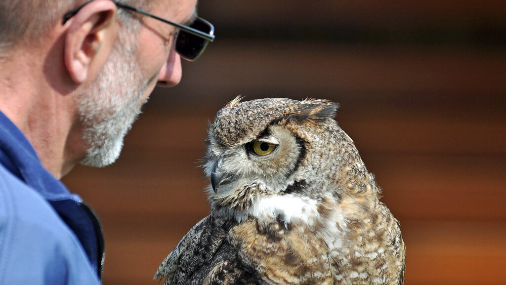Falconer looking at a Great Horned Owl perched on his hand